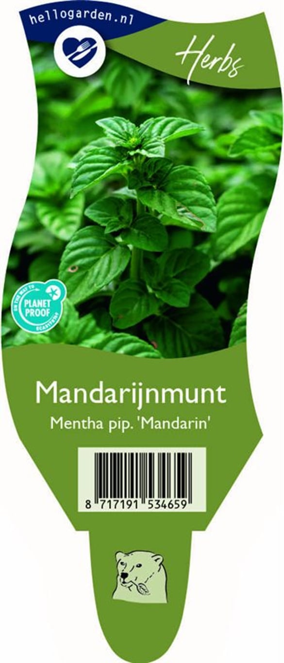 Mentha piperita 'Mandarin' - P11